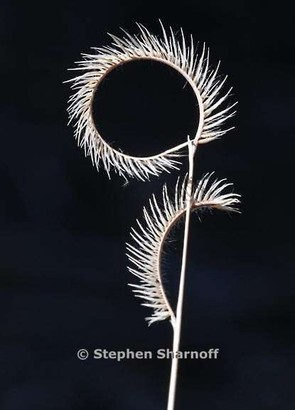 grass 2024 6 graphic